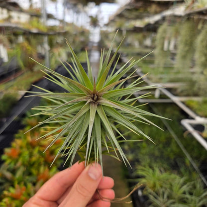 Tillandsia araujei Purple - Rainforest Flora