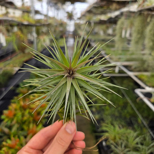 Tillandsia araujei Purple - Rainforest Flora