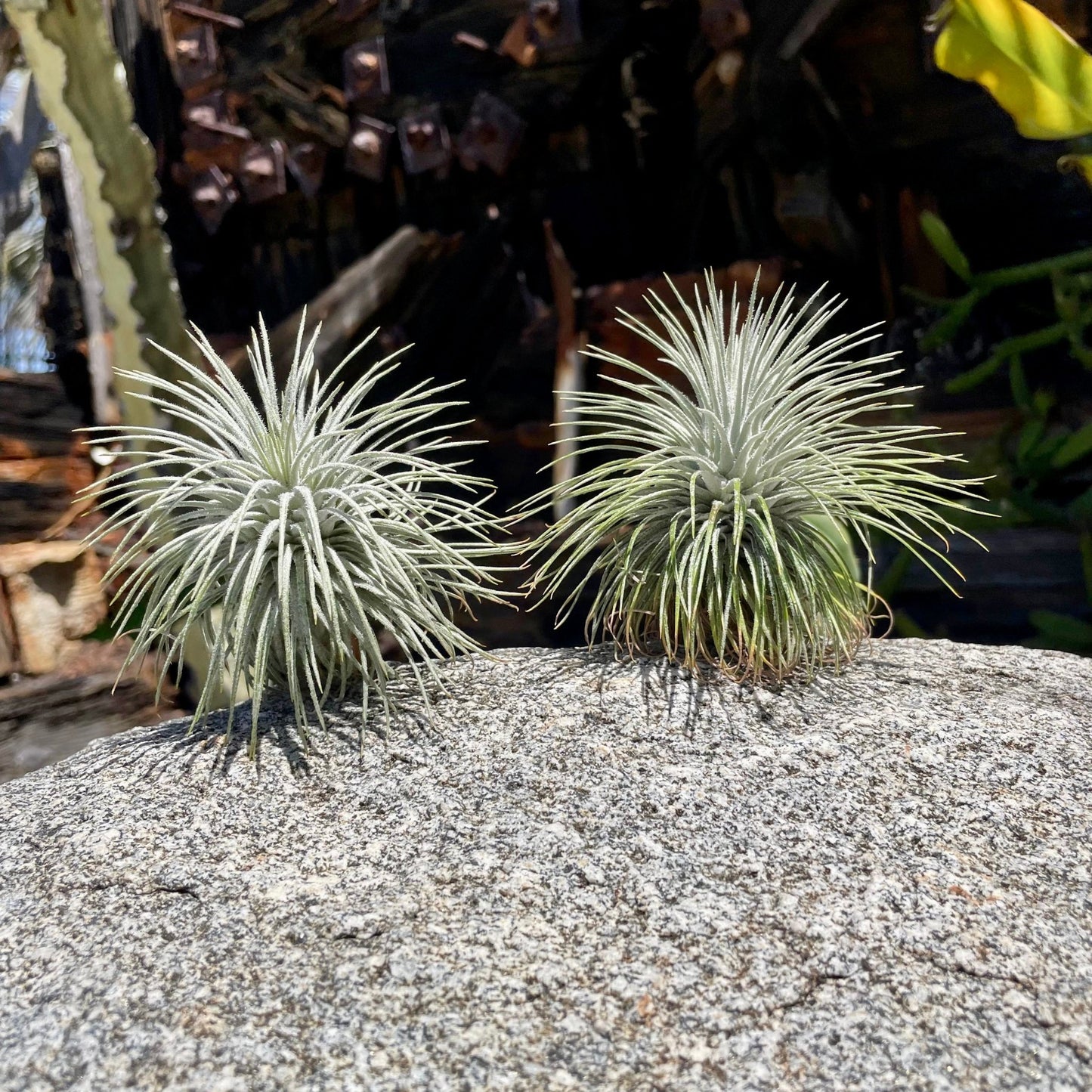 Tillandsia atroviridipetala - Rainforest Flora