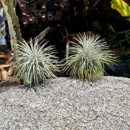 Tillandsia atroviridipetala - Rainforest Flora