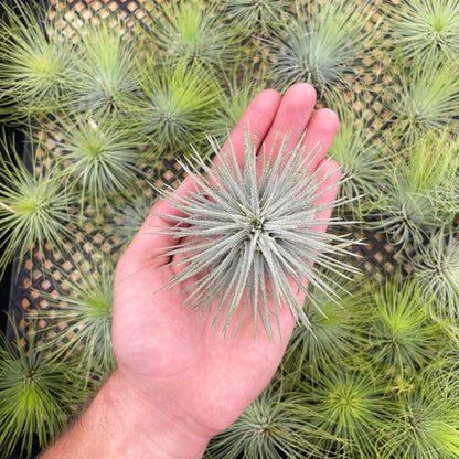 Tillandsia atroviridipetala - Rainforest Flora