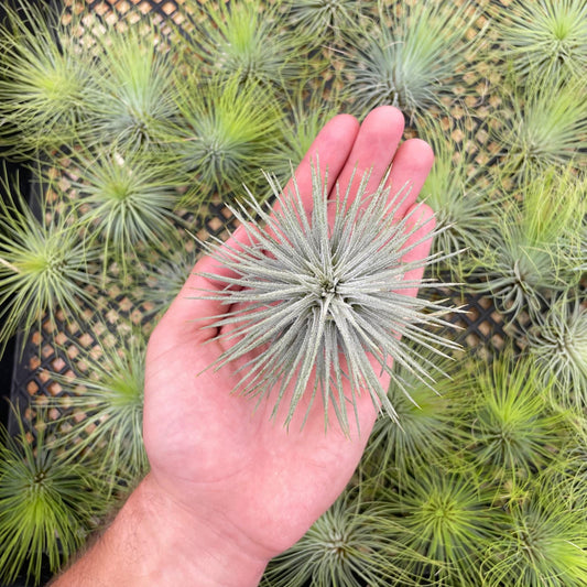Tillandsia atroviridipetala - Rainforest Flora