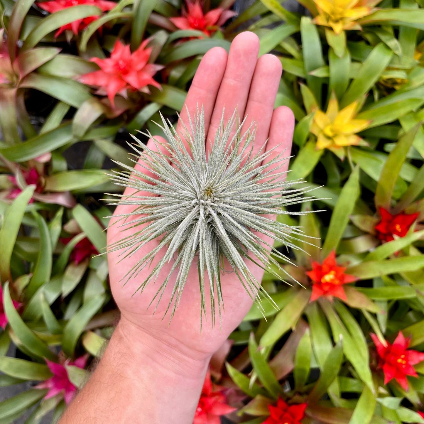 Tillandsia atroviridipetala - Rainforest Flora