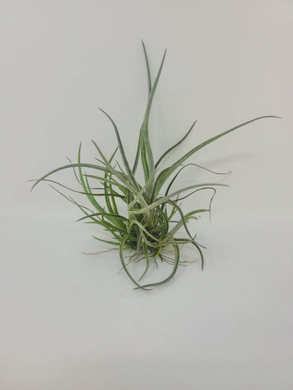 Tillandsia baileyi - Rainforest Flora