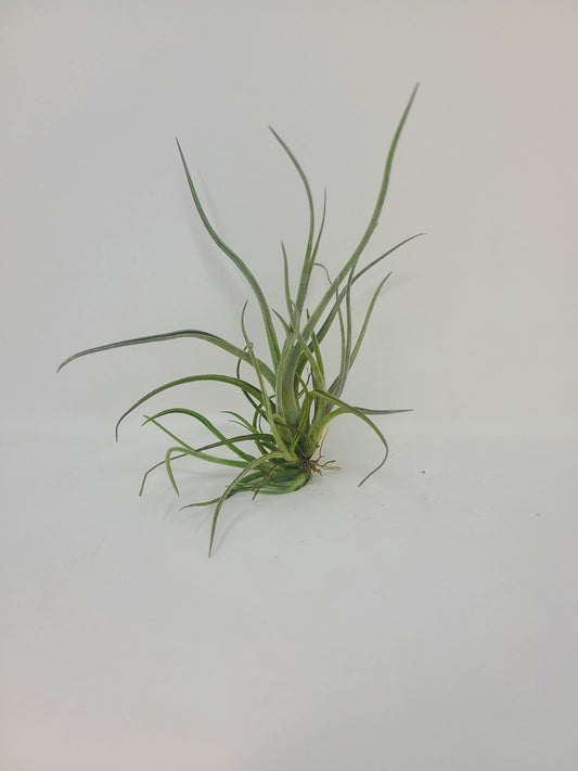 Tillandsia baileyi - Rainforest Flora