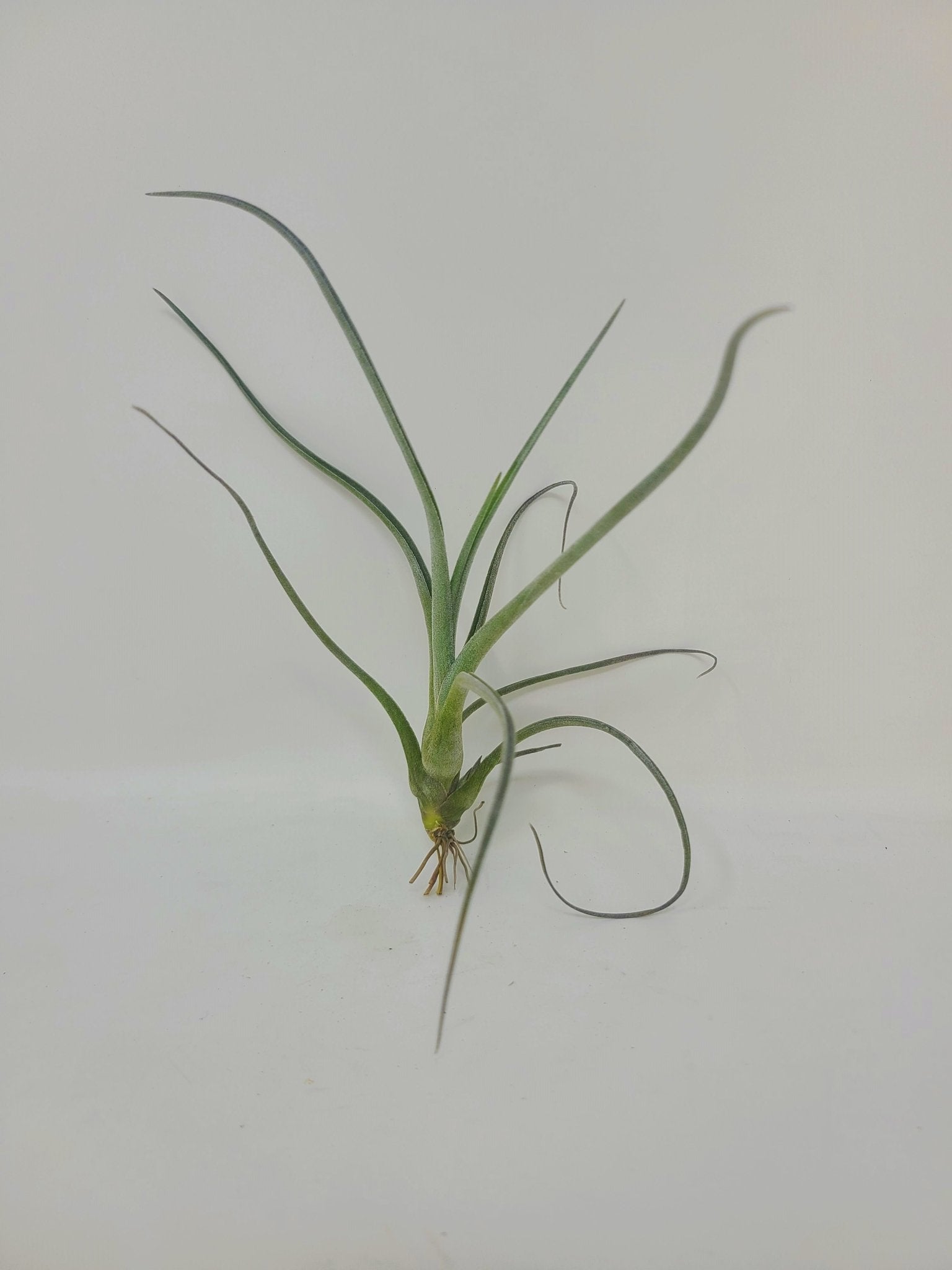 baileyi air plant Tillandsia baileyi