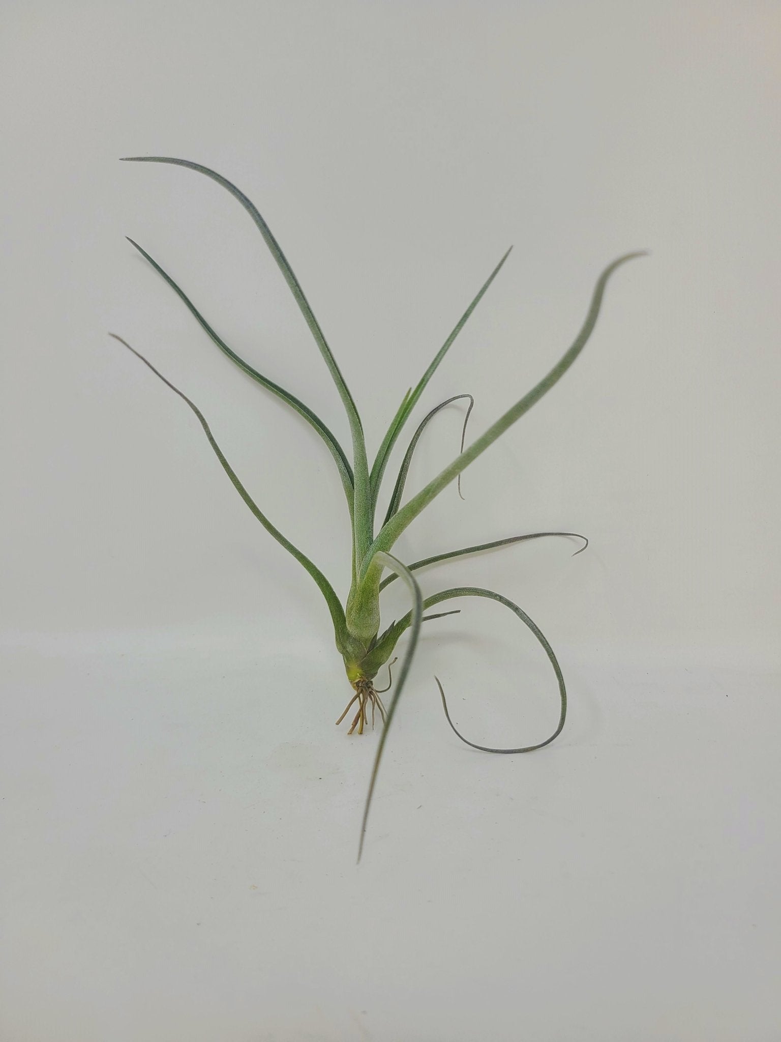 Tillandsia baileyi - Rainforest Flora