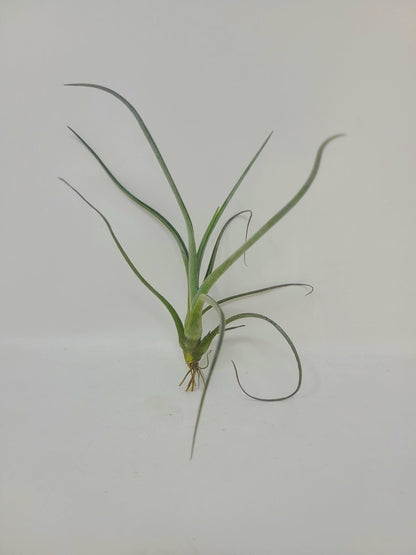 Tillandsia baileyi - Rainforest Flora