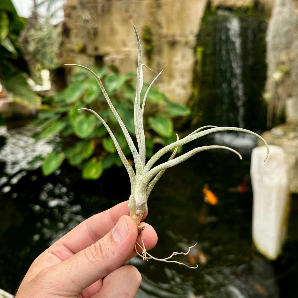 baileyi air plant Tillandsia baileyi