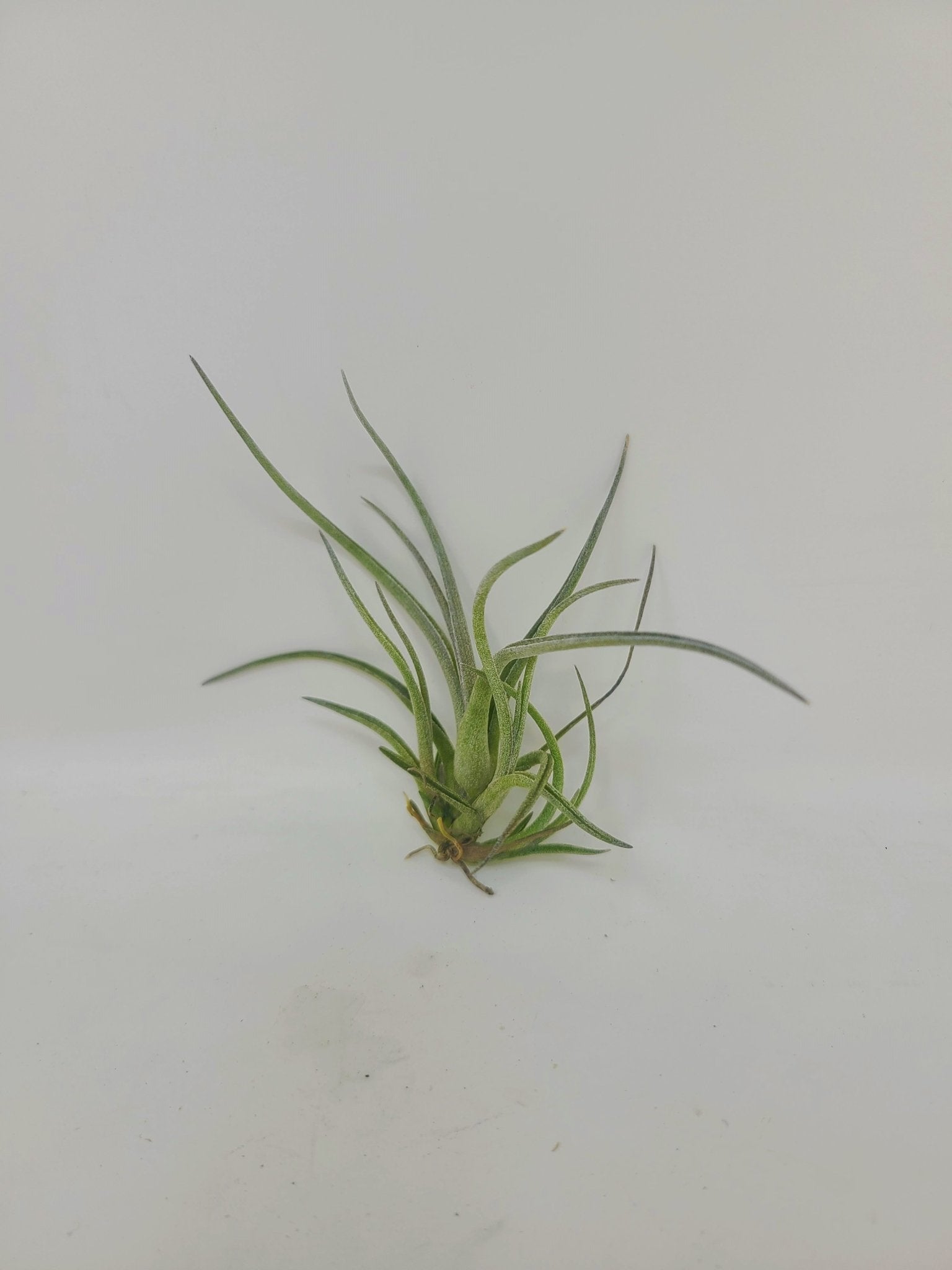 Tillandsia baileyi - Rainforest Flora