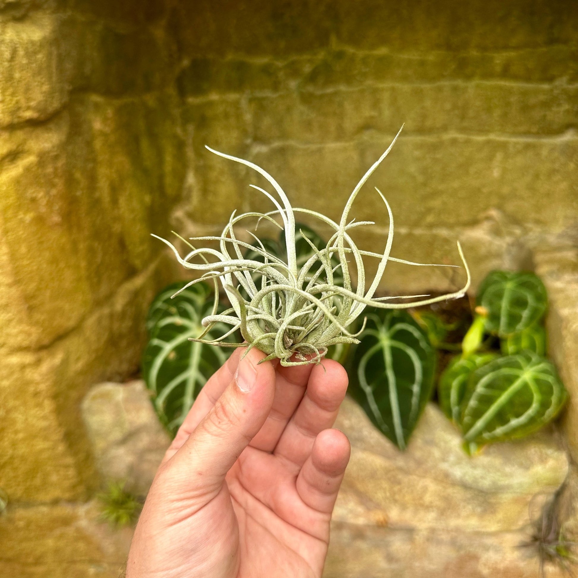 Tillandsia baileyi 'Halley's Comet' - Rainforest Flora