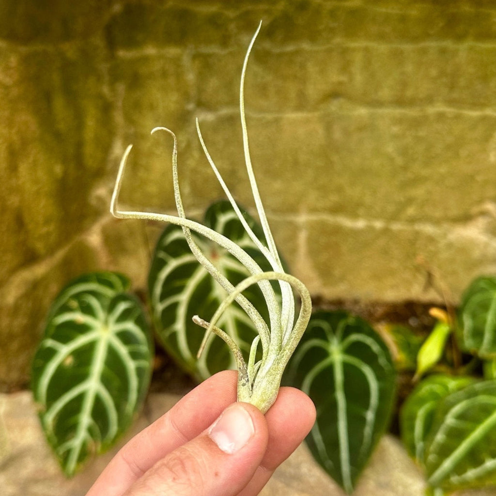 Tillandsia baileyi 'Halley's Comet' - Rainforest Flora