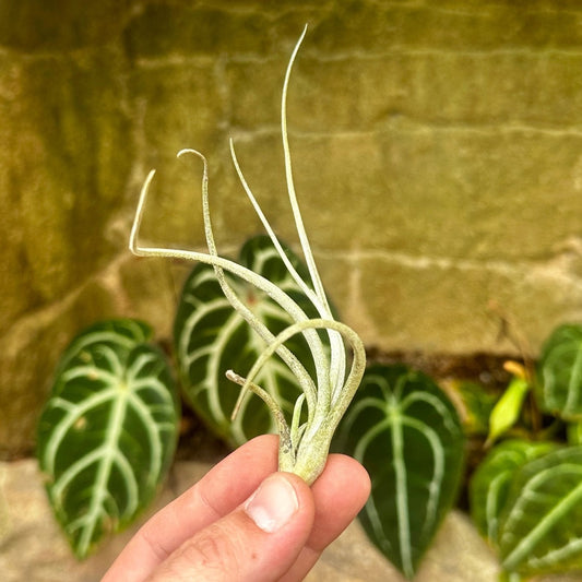 Tillandsia baileyi 'Halley's Comet' - Rainforest Flora