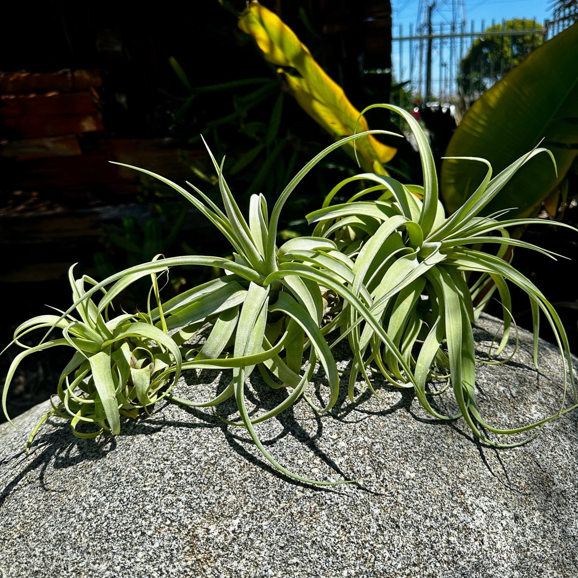 Tillandsia balbisiana x Tillandsia streptophylla - Rainforest Flora