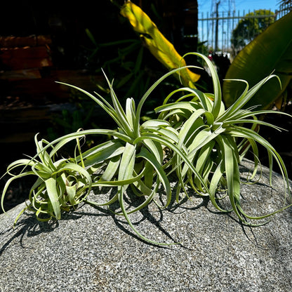 Tillandsia balbisiana x Tillandsia streptophylla - Rainforest Flora