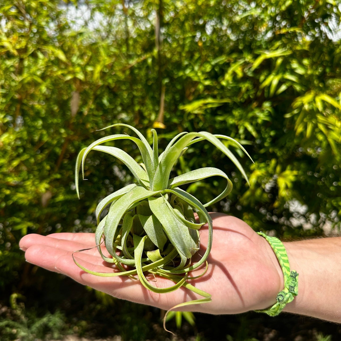 Tillandsia balbisiana x Tillandsia streptophylla - Rainforest Flora