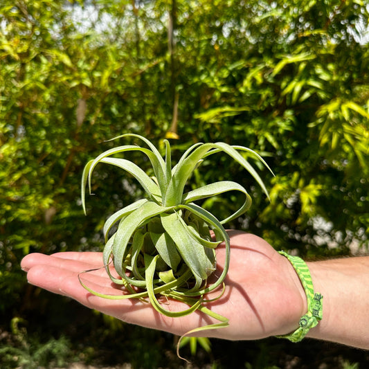 Tillandsia balbisiana x Tillandsia streptophylla - Rainforest Flora