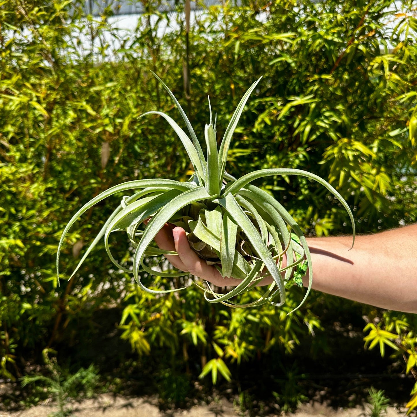 Tillandsia balbisiana x Tillandsia streptophylla - Rainforest Flora
