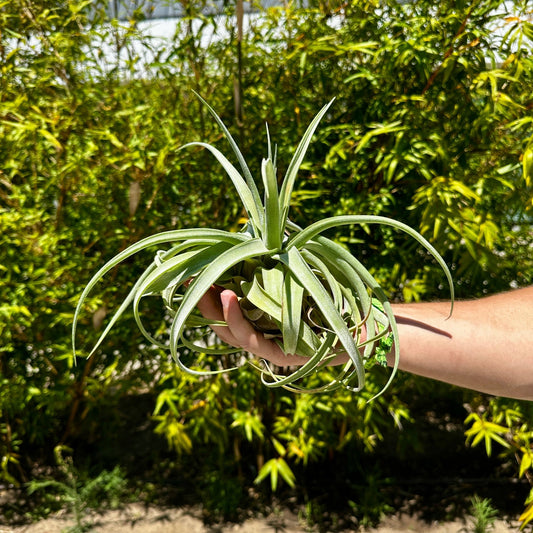 Tillandsia balbisiana x Tillandsia streptophylla - Rainforest Flora