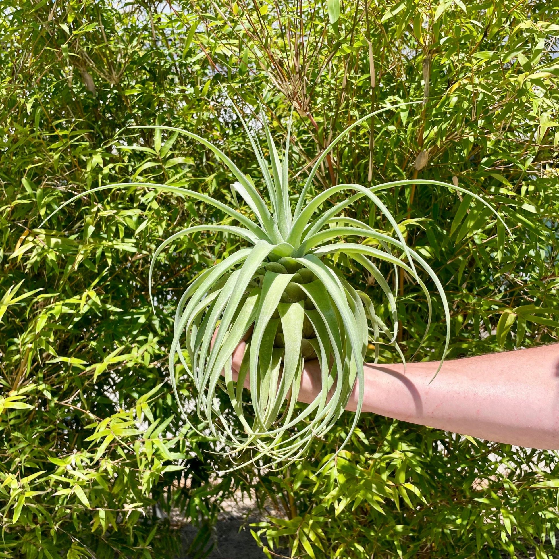 Tillandsia balbisiana x Tillandsia streptophylla - Rainforest Flora