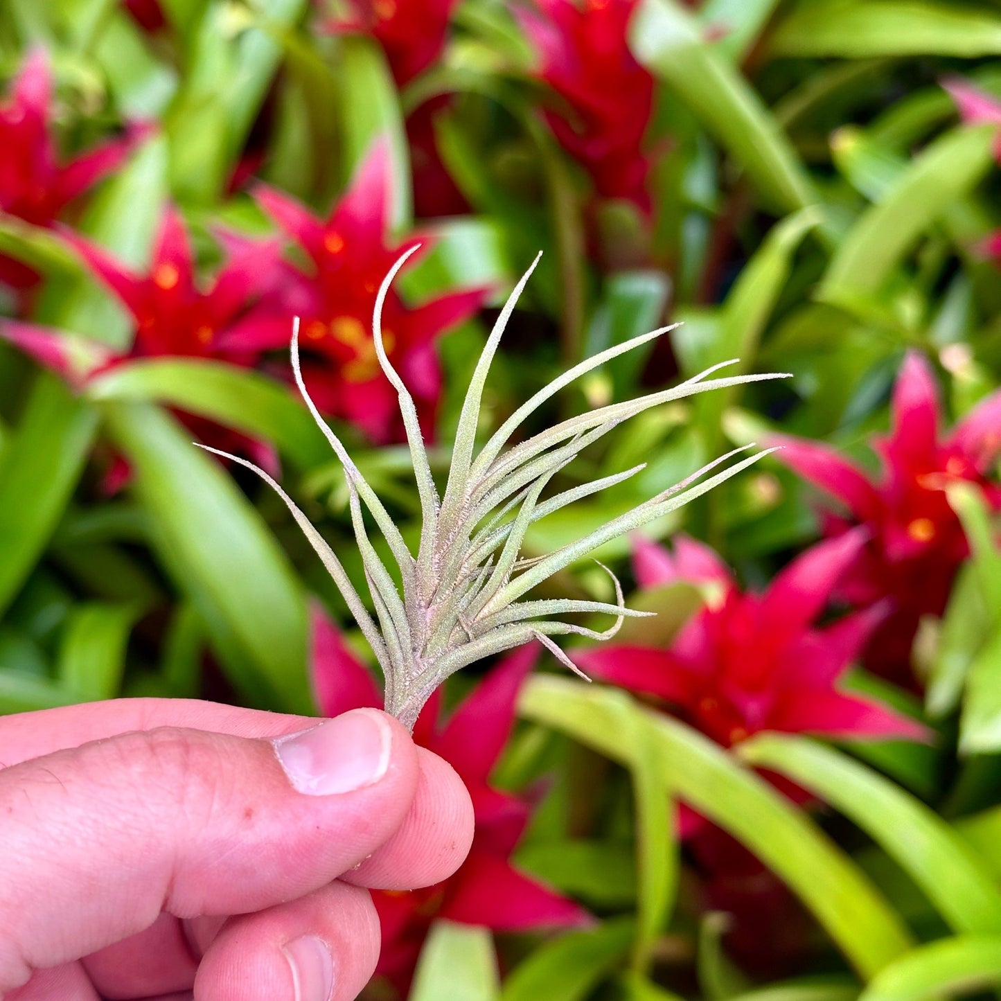 Tillandsia bandensis - Rainforest Flora