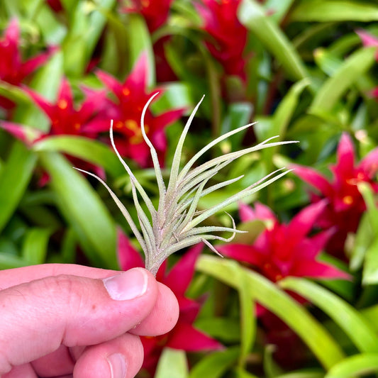 Tillandsia bandensis - Rainforest Flora