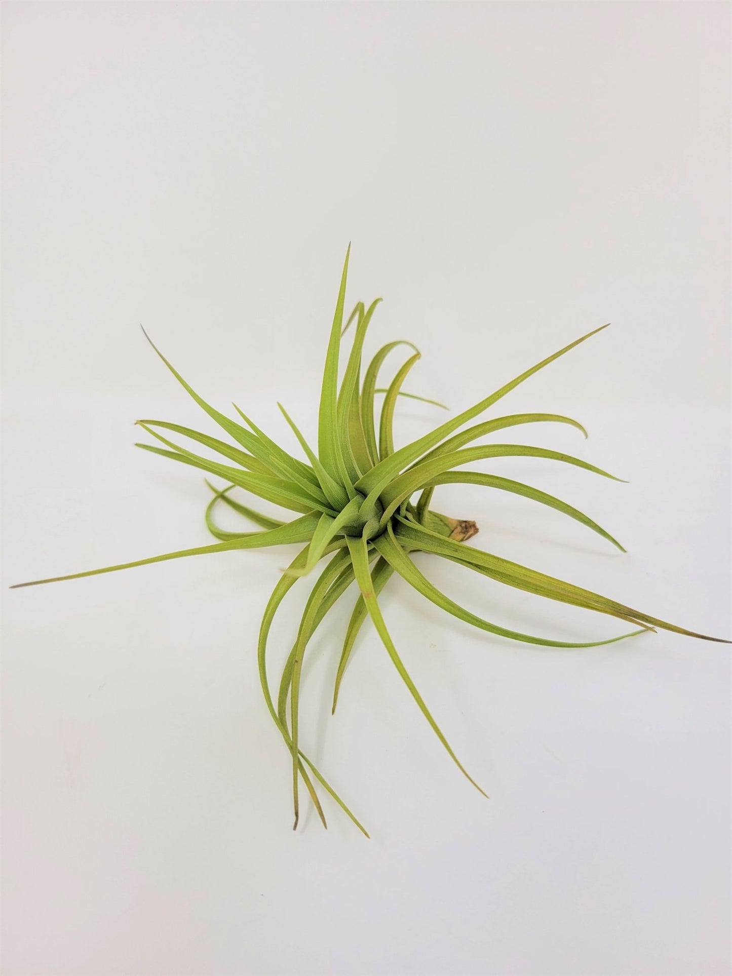 Tillandsia 'Bella' - Rainforest Flora