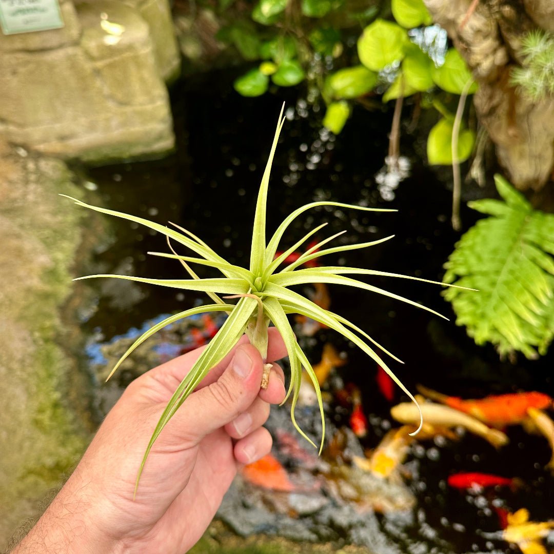 Tillandsia bella - Rainforest Flora