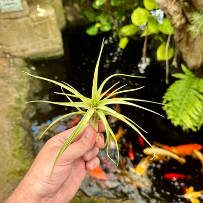 Tillandsia bella - Rainforest Flora