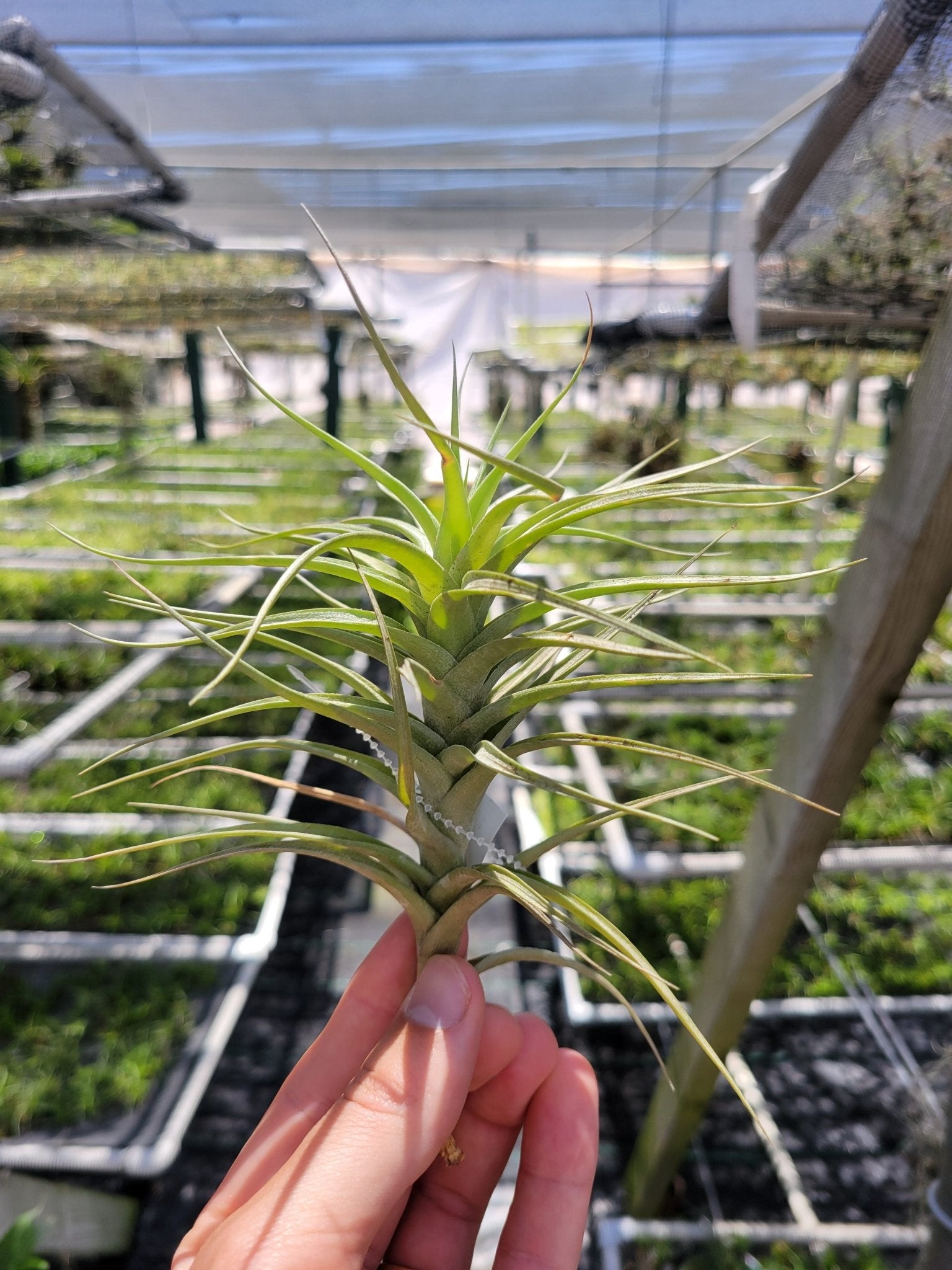 tillandsia bergeri air plant Tillandsia bergeri – Rainforest Flora