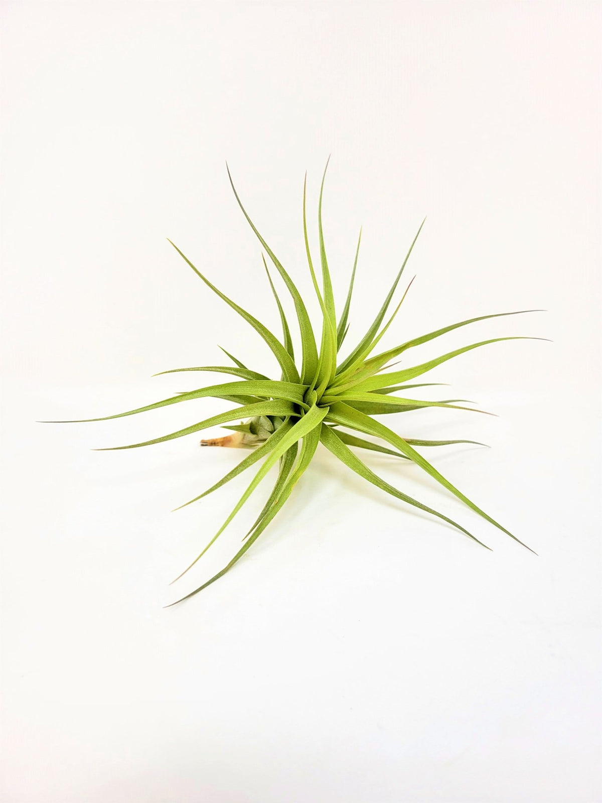 bergeri air plant Tillandsia bergeri