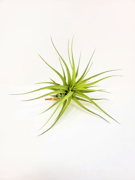 Tillandsia bergeri - Rainforest Flora