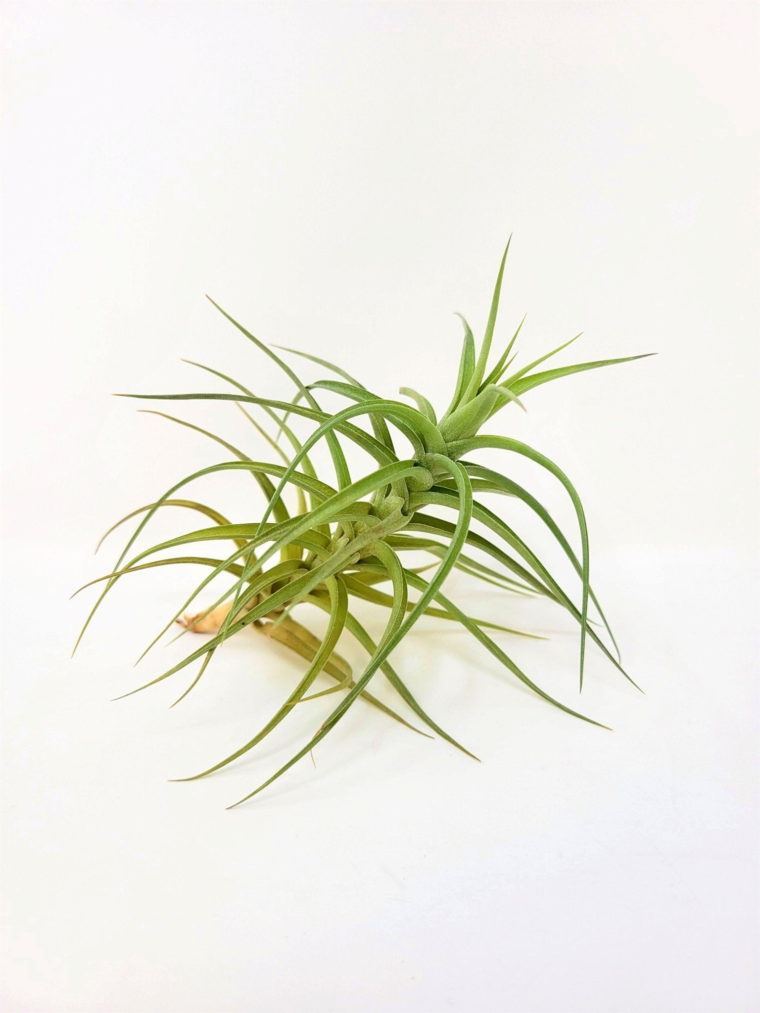 tillandsia bergeri air plant Tillandsia bergeri