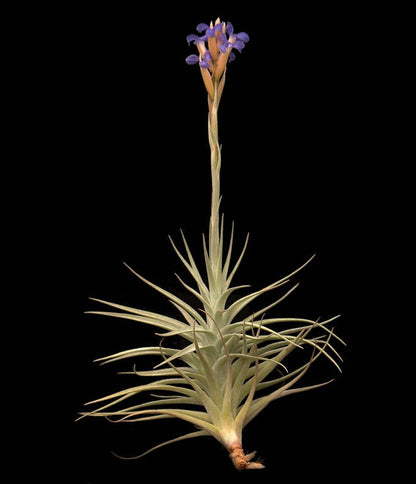 bergeri air plant Tillandsia bergeri