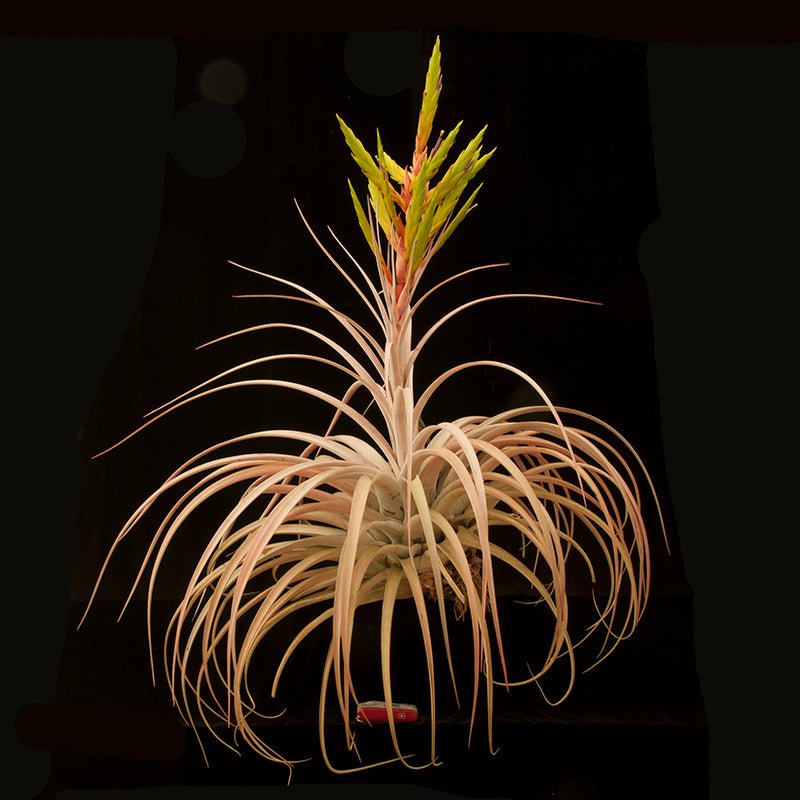 Tillandsia ‘Best in Class’ - Rainforest Flora