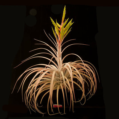 Tillandsia ‘Best in Class’ - Rainforest Flora