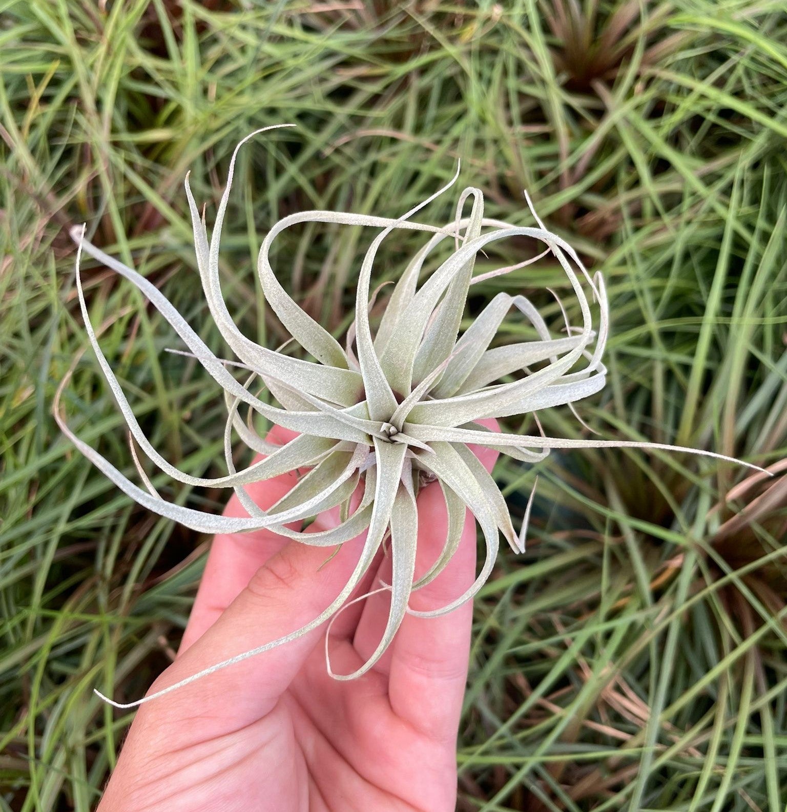Tillandsia ‘Best in Class’ - Rainforest Flora
