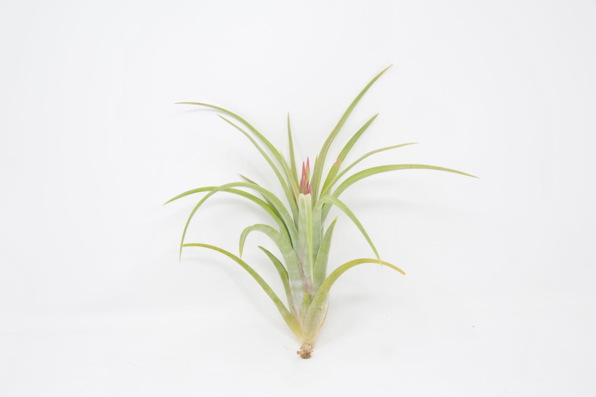 Tillandsia 'Bonjour' - Rainforest Flora