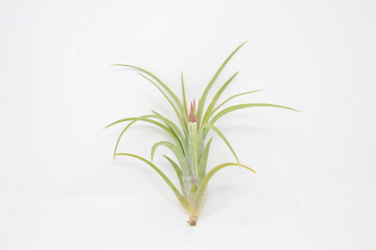 Tillandsia 'Bonjour' - Rainforest Flora