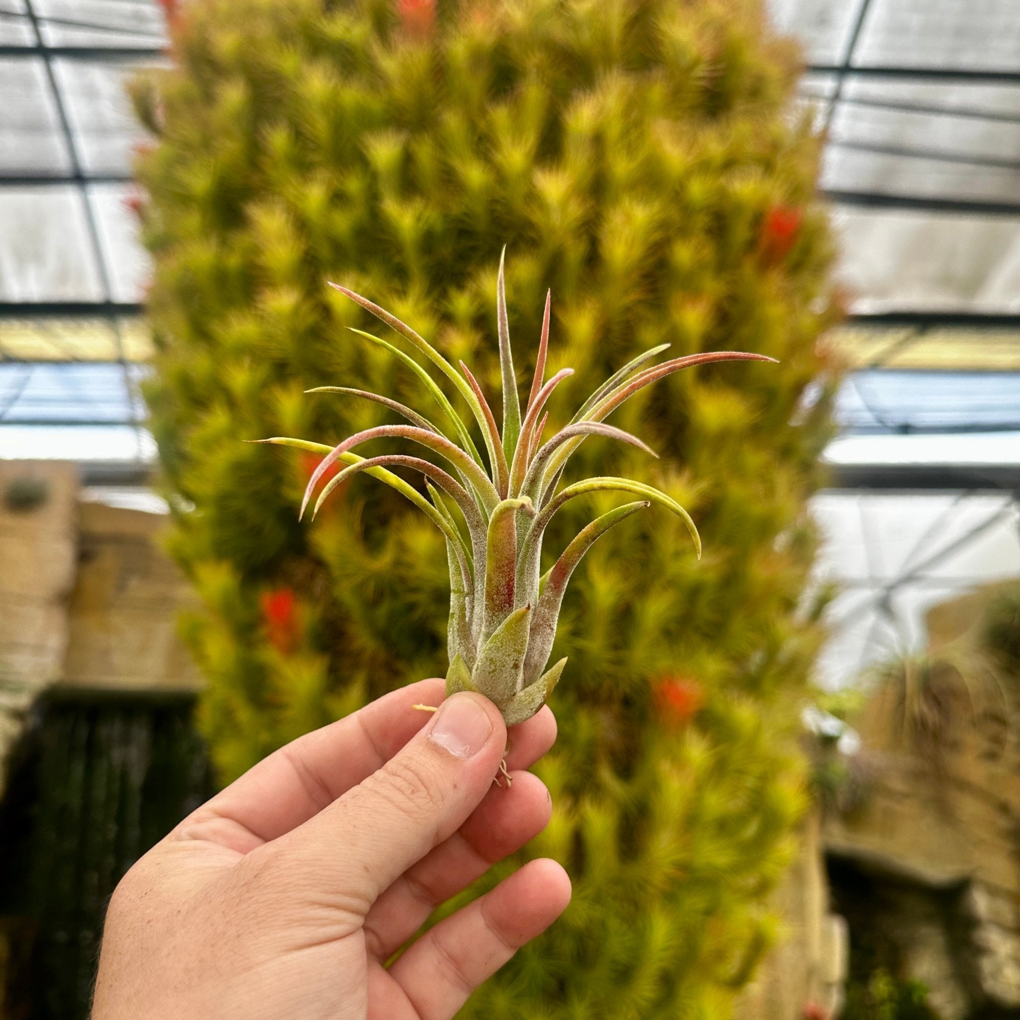 Tillandsia 'Bonjour' (T. ionantha x T. mitlaensis) – Rainforest Flora