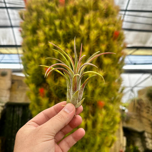 Tillandsia 'Bonjour' (T. ionantha x T. mitlaensis) - Rainforest Flora