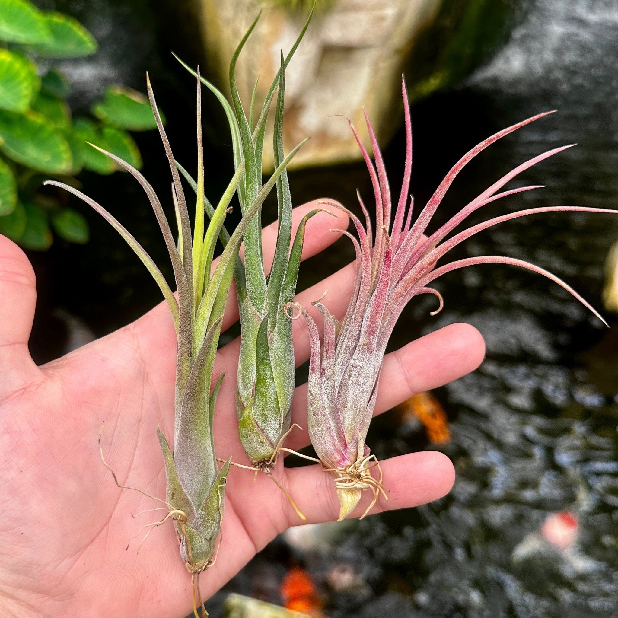 Tillandsia 'Bonjour' (T. ionantha x T. mitlaensis) – Rainforest Flora