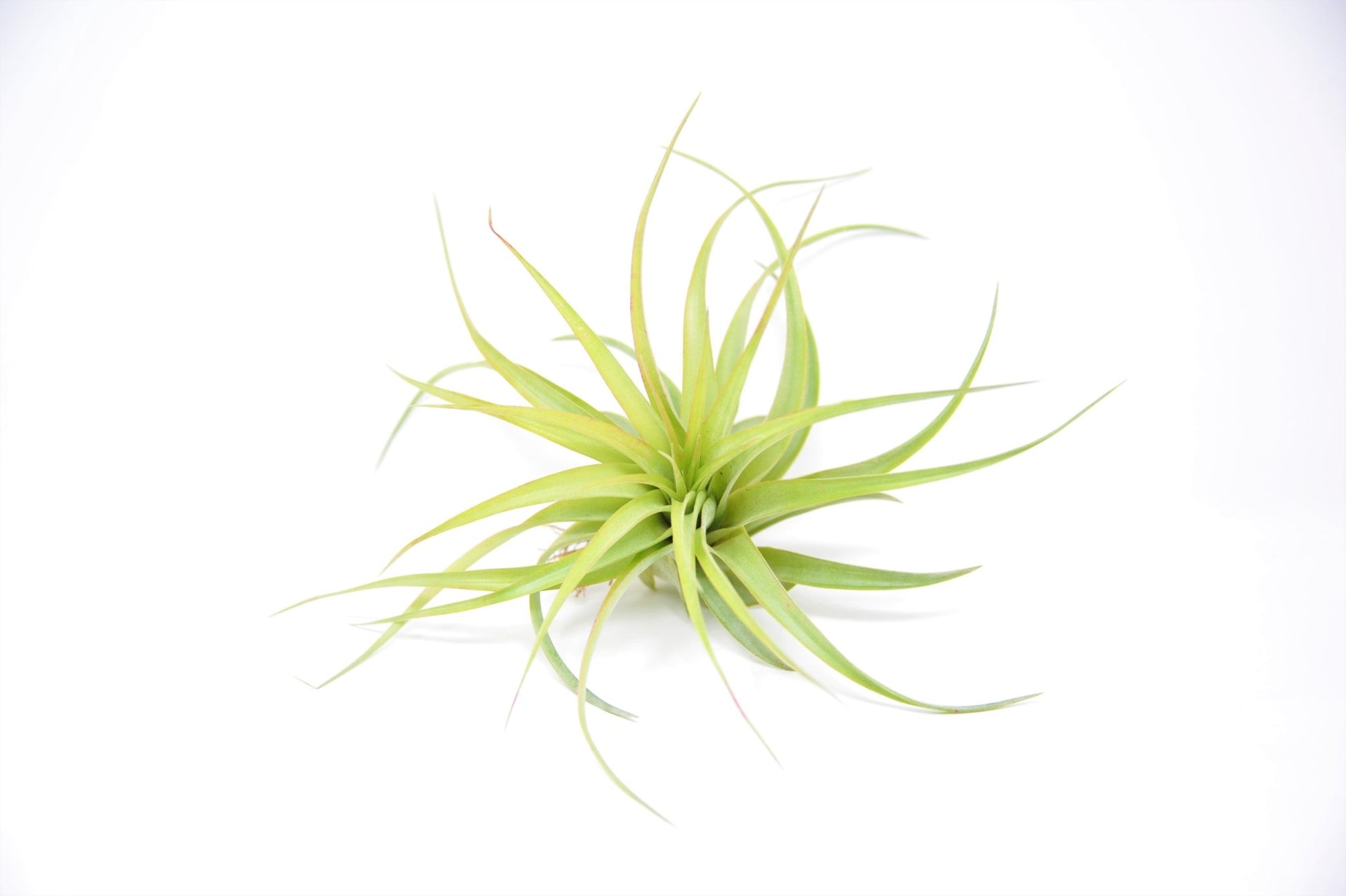 Tillandsia brachycaulos - Rainforest Flora