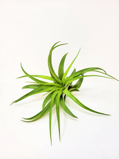 Tillandsia brachycaulos - Rainforest Flora