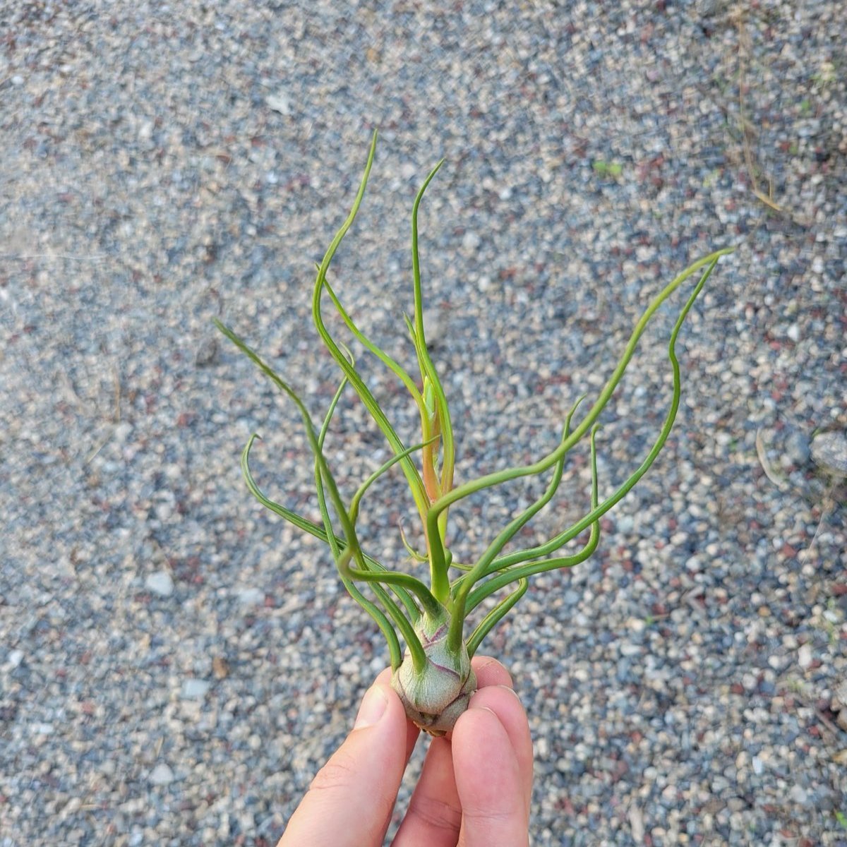 Tillandsia bulbosa - Rainforest Flora