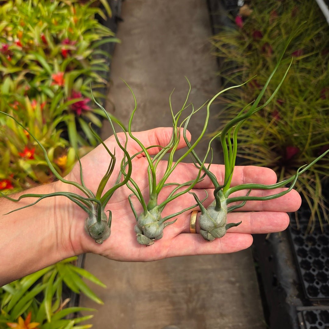 Tillandsia bulbosa – Rainforest Flora
