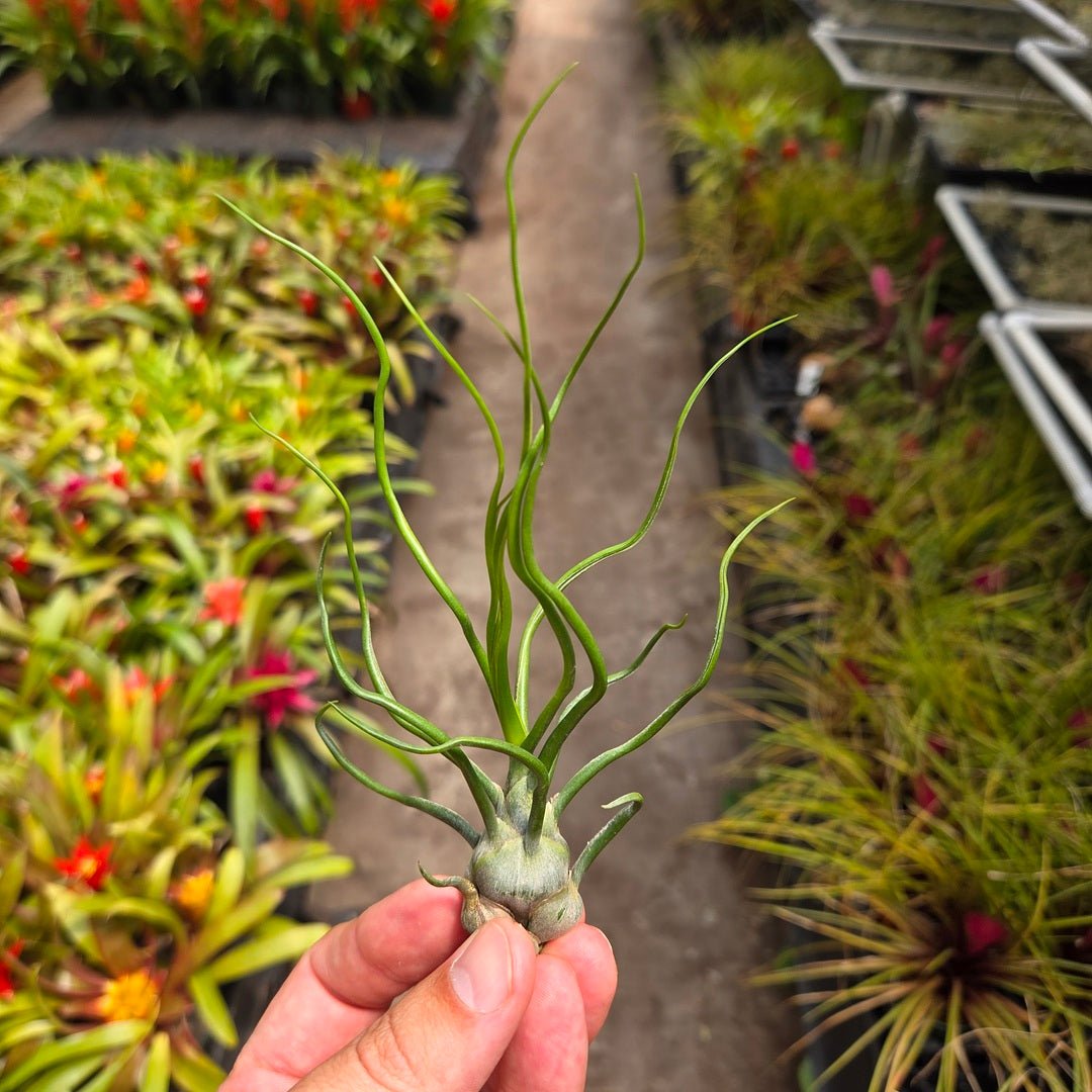 Tillandsia Bulbosa Witty 速達発送 Tillandsia bulbosa – Rainforest Flora