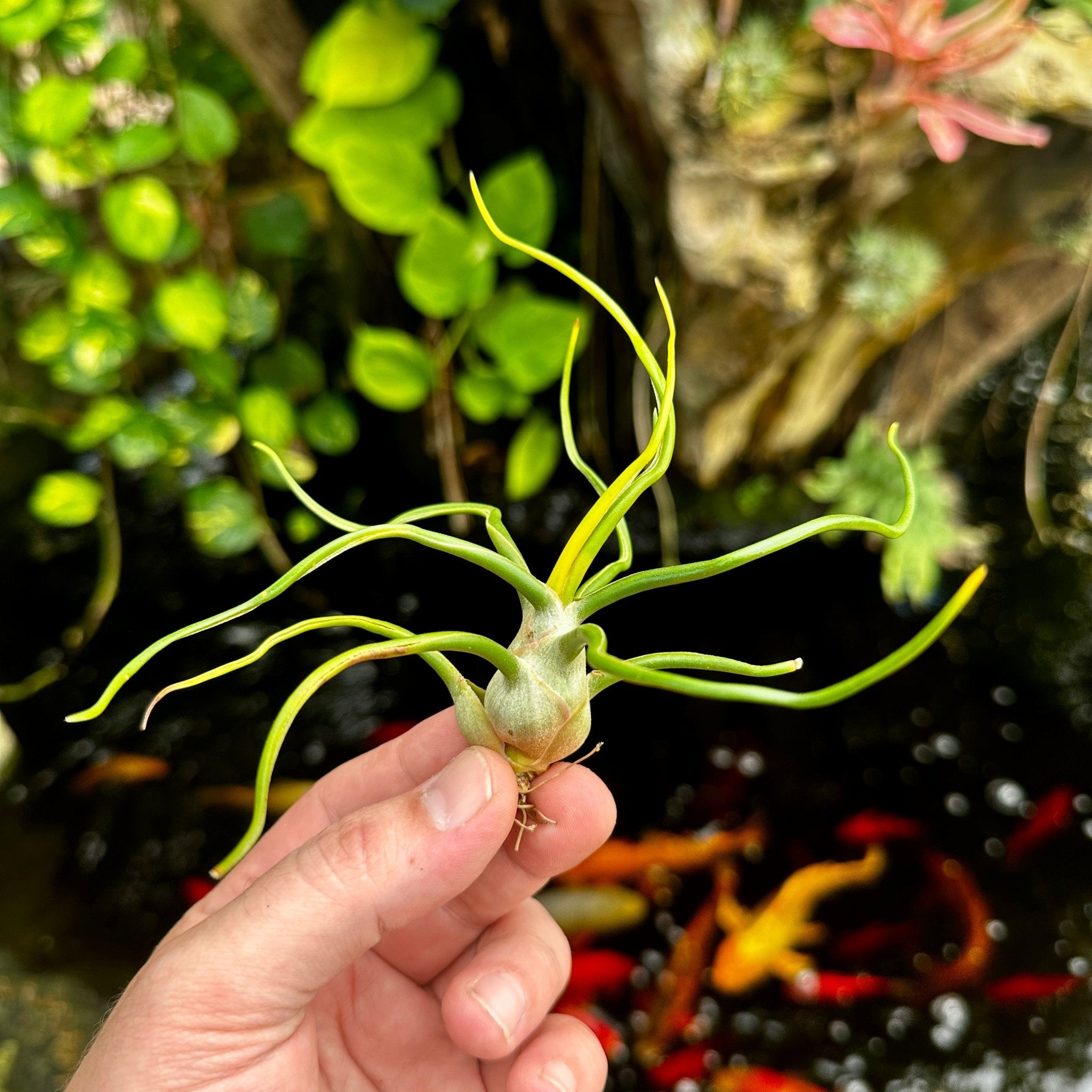 ブロメリア・エアープランツ Tillandsia Bulbosa Alba Tillandsia bulbosa Forma Alba – Rainforest Flora