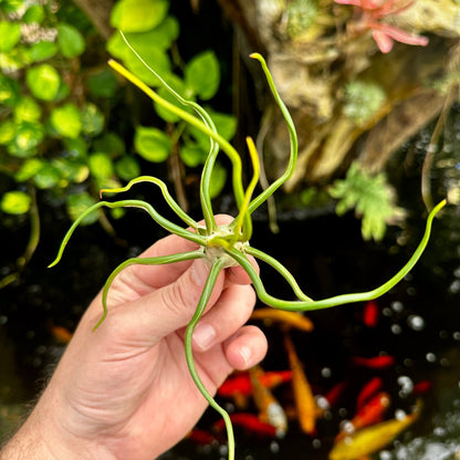 Tillandsia bulbosa Forma Alba - Rainforest Flora