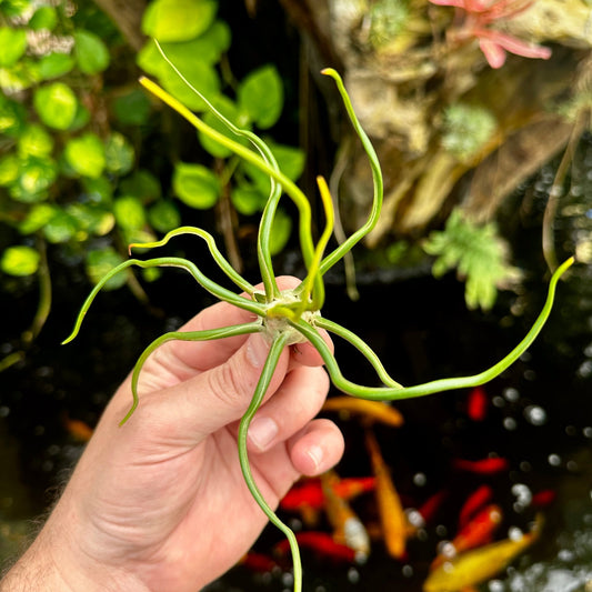 Tillandsia bulbosa Forma Alba - Rainforest Flora